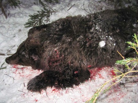 В Оршанском районе браконьеры убили медведицу. Фото инспекции охраны животного и растительного мира