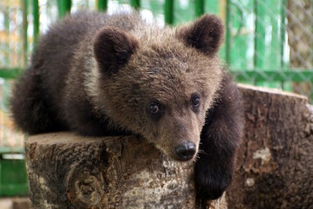 Медвежонка, который потерял маму, приютил Березинский заповедник. Фото Сергея Серебро