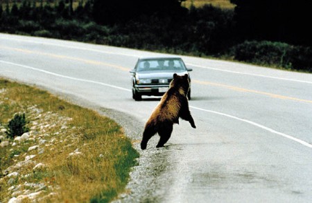 Бурый медведь на автодороге. Иллюстративное фото Chuck Bartlebaugh.Courtesy U.S. Dept. Transportation 