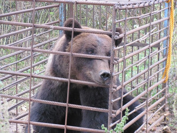 Под Чашниками на частном подворье содержат медведя. Фото Государственной инспекции охраны животного и растительного мира