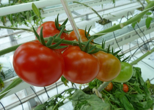 Тепличные помидоры. Иллюстративное фото pixabay.com