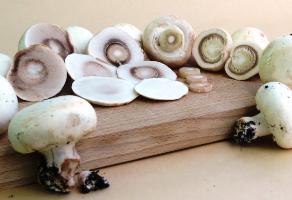 Шампиньоны, грибы. Фото pixabay.com