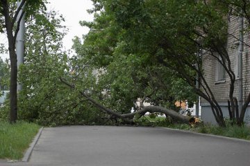 Паваленая дрэва на праспекце Чарняхоўскага. Фота Сержука Серабро