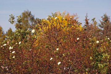 У Віцебску ў версні другі раз распусціліся ружы. Фота Сержука Серабро