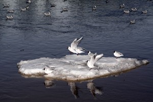 Шоу чаек на Дзвіне. Фота Сержука Серабро