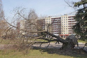 Выкарчоўка дрэваў на плошчы Перамогі. Віцебск. Фота Сержука Серабро