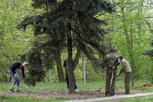 Пересаженные ели в ботаническом саду. Фото Сергея Серебро