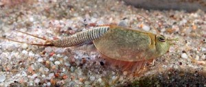 Triops longicaudatus.  Photograph Dominik Tomaszewski http://mytriops.com/