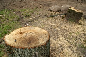 У парку каля плошчы Перамогі ўсталявалі парашутную вышку. Фота Сержука Серабро