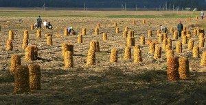 4300 студентов и учащихся Витебской области будут задействованы в уборке урожая. Фото photo.bymedia.net