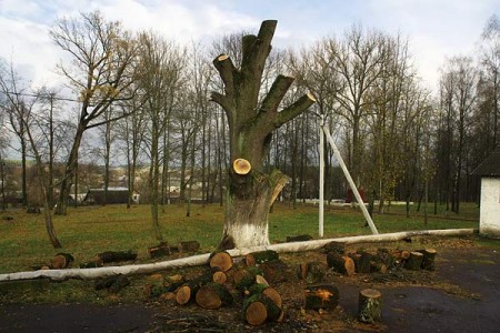 Ствол дуба Наполеона в Бешенковичах. Фото Сергея Серебро