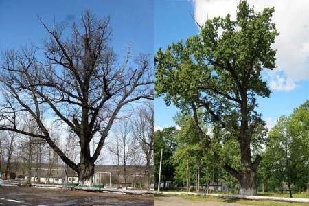 Так дуба Наполеона выглядел весной 2009 года и в августе 2010. Фото Светланы Дедикиной (Народная газета) и Анатолия Крачковского