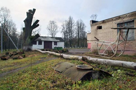 Ствол дуба Наполеона в Бешенковичах. Фото Сергея Серебро