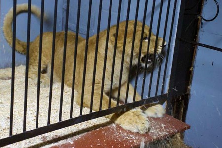 В Витебский зоопарк привезли 10-месячного львенка из Калининграда. Фото Сергея Серебро