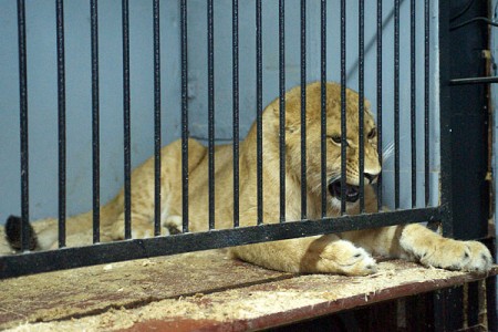 Прошла уже неделя, как в Витебском зоопарке появился десятимесячный африканский львенок. Фото Сергея Серебро