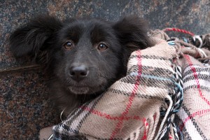 Акция «Сделаем их глаза счастливыми» по раздаче бездомных животных. Фото Сергея Серебро