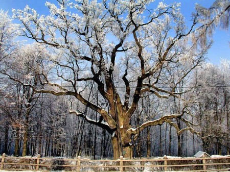 Дуб Бартэк у Польшчы. Бачныя падпоркі пад галіны. Courtesy photo