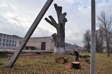 За закінутай кацельнай бачная школа. Вышыня дуба была 30 м, ці пагражаў ён школе? Фота Сержука Серабро