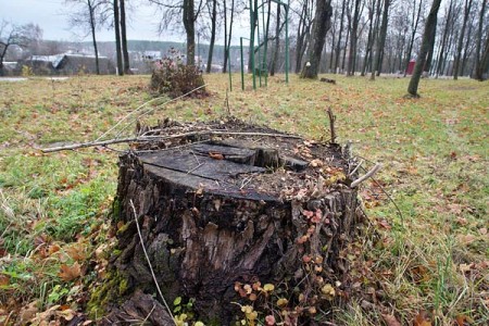 У парку, які ёсць помнікам прыроды, шмат пнёў ад векавых дрэў. Фота Сержука Серабро