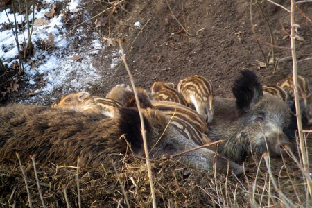 В Поставском районе поймали браконьера-лесовода. Фото df7ii / wikipedia.org