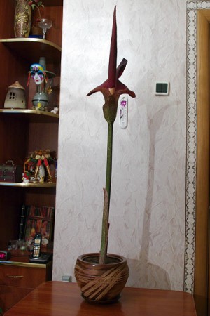 В одной из городских квартир  расцвел «трупный цветок». Фото Екатерина Штинникова
