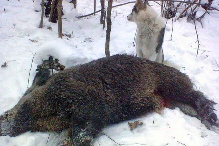 В Толочинском районе опять безобразят браконьеры при чинах