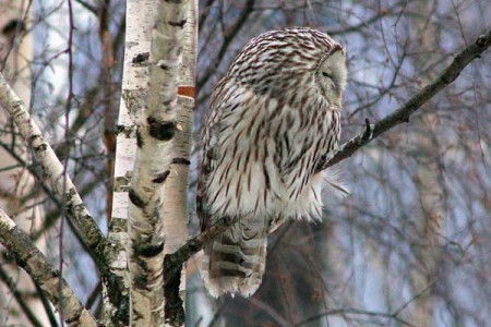 Даўгахвостая кугакаўка з’явілася ў Віцебску. Фота Сержука Серабро