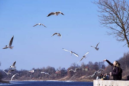 Крыгаход на Дзвіне, Віцьба рвецца з берагоў. Фота Сержука Серабро