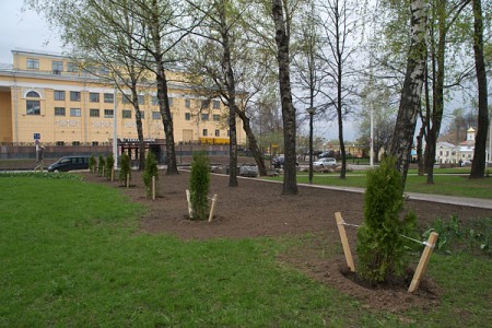 Голубые ели у памятника Машерову заменили на туи. Фото Сергея Серебро