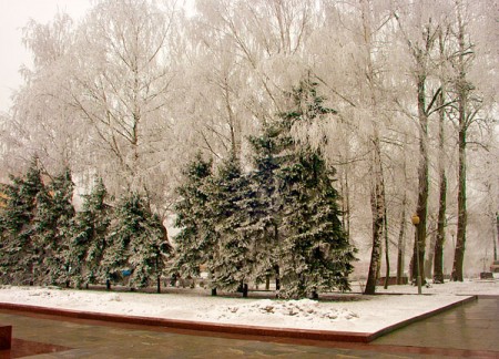 Еловая аллея в инее, декабрь 2005 года. Фото Сергея Серебро