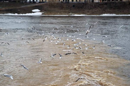 Уровень воды в Двине и Витьбе быстро растет. Фото Сергея Серебро