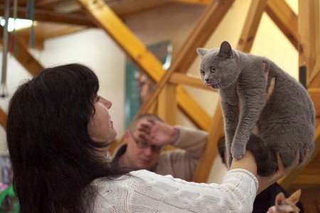 В Витебске проходит международная выставка кошек. Фото Сергея Серебро