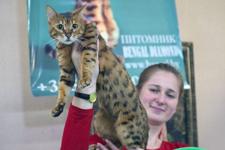 В Витебске проходит международная выставка кошек. Фото Сергея Серебро