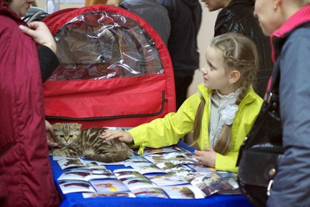 В Витебске проходит международная выставка кошек. Фото Сергея Серебро