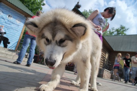 В Витебске прошла выставка собак. Фото Сергея Серебро