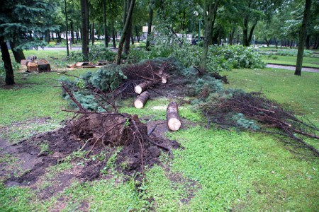 В Витебске ветер повалил несколько деревьев. Фото Сергея Серебро