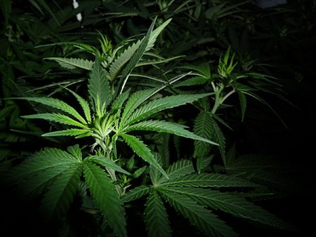 В Новополоцке обнаружили лабораторию по выращиванию марихуаны. Фото Pavel ?evela / Wikimedia Commons