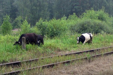 Поезд Адлер – Санкт-Петербург столкнулся со стадом коров. Фото ed4m0054.narod.ru