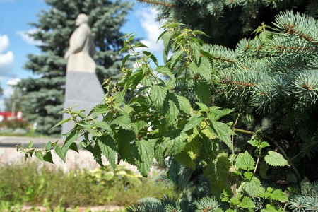 Городской поселок Лиозно готовится к областным «Дажынкам». Фото Сергея Серебро