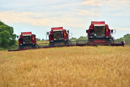 Уборочная в Шумилинском районе Витебской области. Фото Сергея Серебро