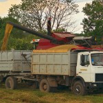 В Витебской области валовой намолот зерна во всех категориях хозяйств превысил 1 млн т