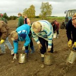 Уборку картофеля в Витебской области завершат за неделю