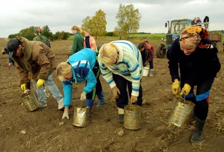 Уборка картофеля в колхозе. Фото photo.bymedia.net