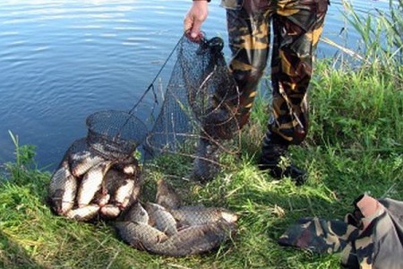Незаконно добытая рыба. Фото Государственной инспекции охраны животного и растительного