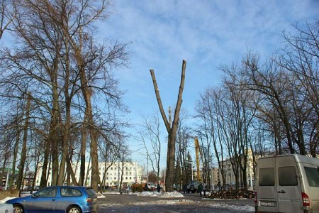 В парке рядом с железнодорожным вокзалом в Витебске идет тотальная обрезка деревьев. Фото Сергея Серебро