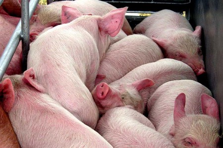 В числе нарушений, допущенных «Витебскагропродуктом» - содержание трех тысяч свиней без проведения экологической экспертизы. Фото photo.bymedia.net