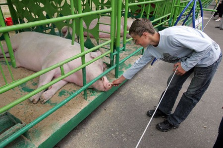 Свиньи под угрозой заражения чумой. Фото photo.bymedia.net