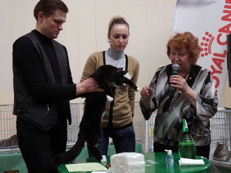 Международная выставка кошек в Витебске, март 2012 года. Фото Яны Ильиной
