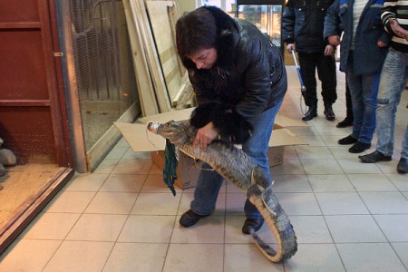 В Витебске появился новый обитатель зоопарка — крокодиловый кайман. Фото Сергея Серебро