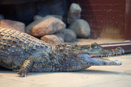 В Витебске появился новый обитатель зоопарка — крокодиловый кайман. Фото Сергея Серебро